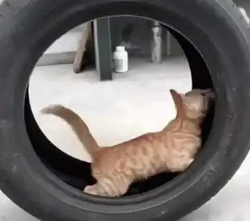 Кот шина катится