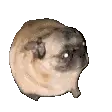 Cute мопс